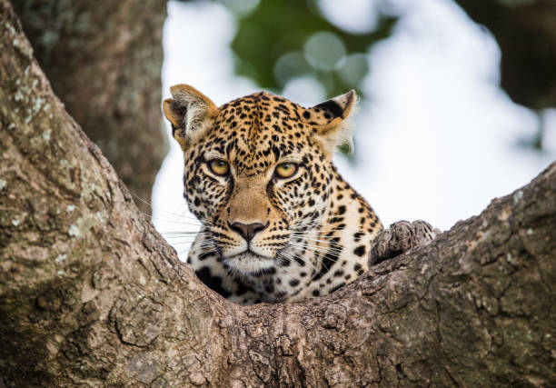 istock Portrait of a leopard on a tree. 958100114