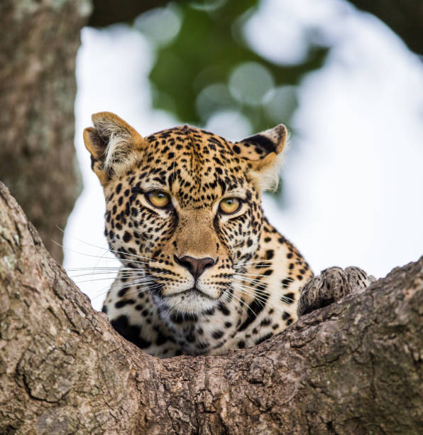 istock Portrait of a leopard on a tree. 958100126