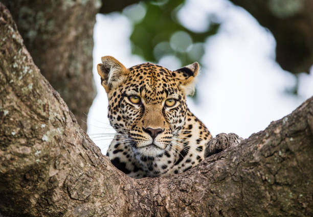 istock Portrait of a leopard on a tree. 958100192