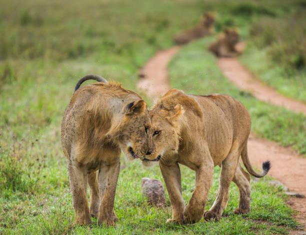 istock Two lioness goes on savannah. 958100220