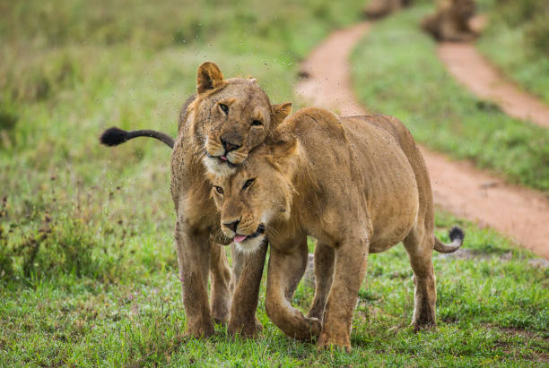 istock Two lioness goes on savannah. 958100246