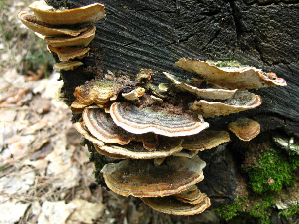 istock Mushrooms Parasites on the Old Tree 958100254