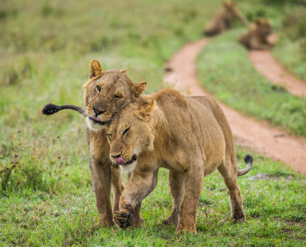 istock Two lioness goes on savannah. 958100258