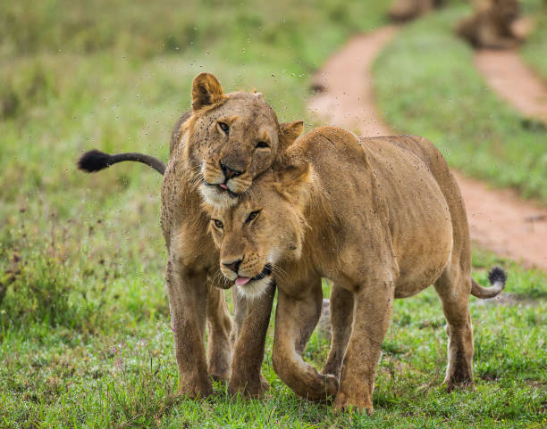 istock Two lioness goes on savannah. 958100276