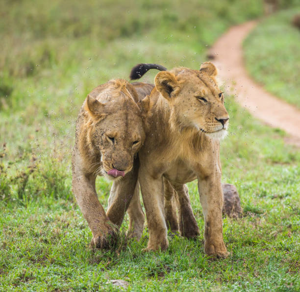 istock Two lioness goes on savannah. 958100334
