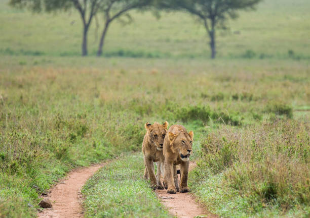 istock Lioness walk along the road. 958100372