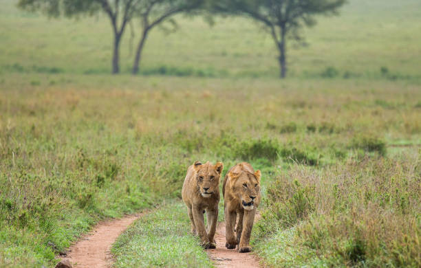 istock Two lioness goes on savannah. 958100386
