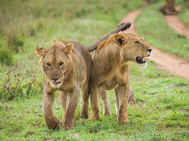 istock Two lioness goes on savannah. 958100388