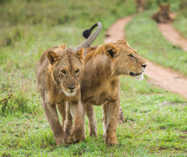 istock Two lioness goes on savannah. 958100414