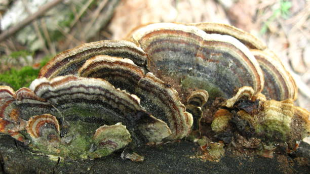 istock Mushrooms Parasites on the Old Tree 958100482