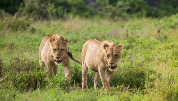 istock Lioness walk along the road. 958100526