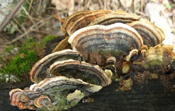 istock Mushrooms Parasites on the Old Tree 958100758