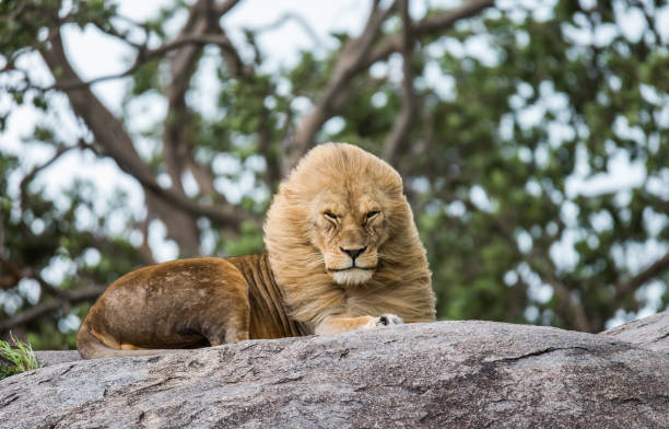istock Big male lion on a big rock. 958100762