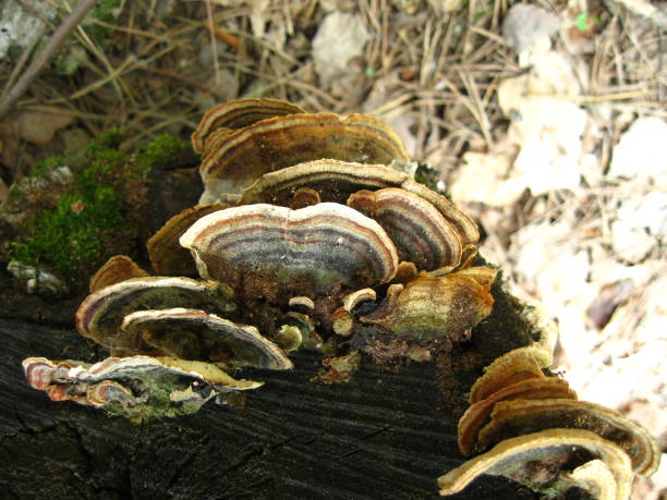 istock Mushrooms Parasites on the Old Tree 958100842