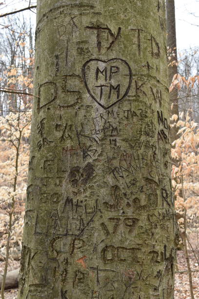 istock Closeup of a tree with carvings in a forest 958103324