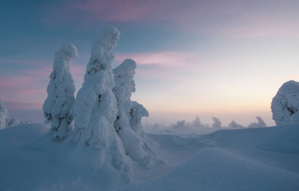 istock frozen trees in the nature of Lapland 958103736