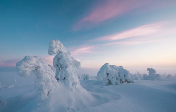 istock frozen trees in the nature of Lapland 958103738