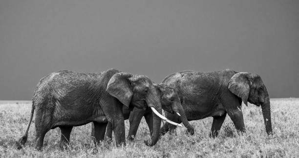 istock Group of elephants in the savannah. 958103800