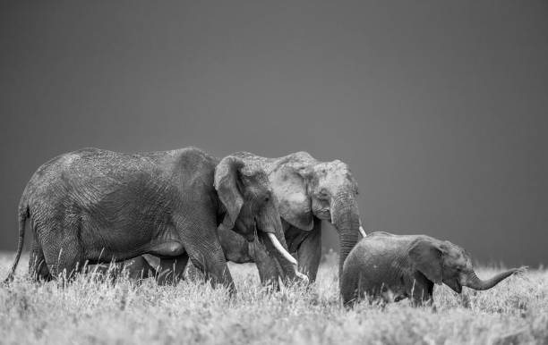 istock Group of elephants in the savannah. 958103890