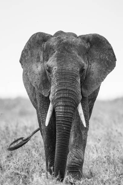istock Big elephant in the savanna. 958103906