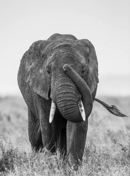 istock Big elephant in the savanna. 958103924