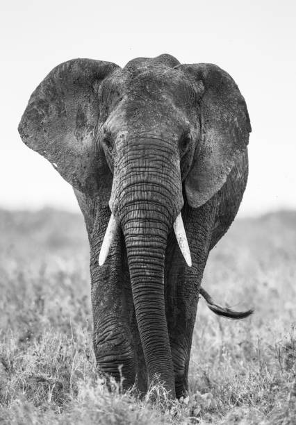 istock Big elephant in the savanna. 958103928