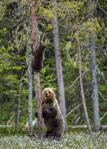 istock She-bear is standing near a tree, and her cubs are on a tree. 958104922
