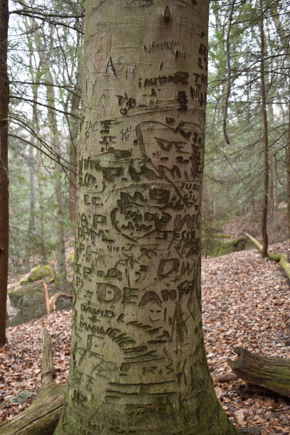 istock Closeup of a tree with carvings in a forest 958105374