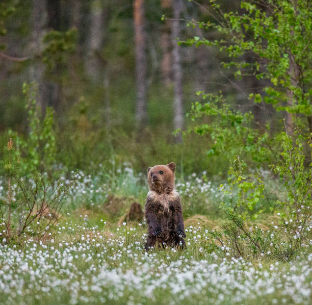 istock One bear on the forest background among white flowers. 958105446