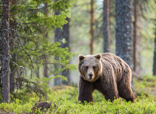 istock One bear in the background of a beautiful forest. 958105486