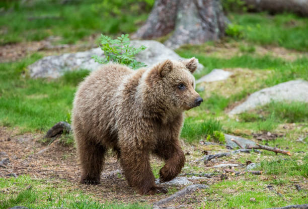 istock Young bear in a forest among the trees. 958105600