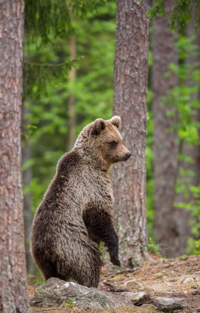 istock She-bear is standing near the tree on its hind legs. 958105614