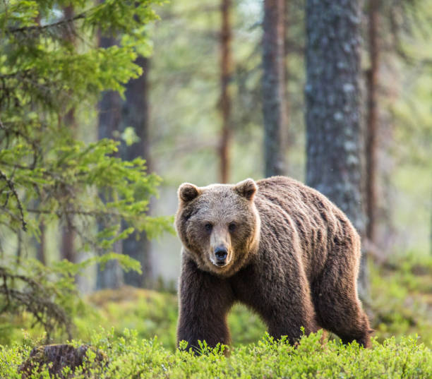 istock One bear in the background of a beautiful forest. 958105618
