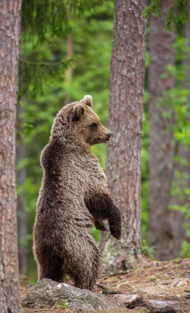 istock She-bear is standing near the tree on its hind legs. 958105742