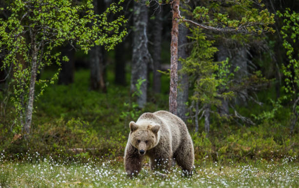 istock One bear on the forest background among white flowers. 958105768