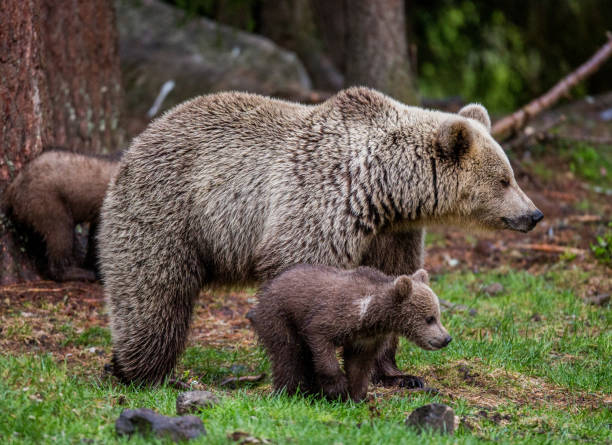istock She-bear with cubs in the forest. 958105842