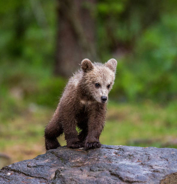 istock Young bear stands on a big stone. 958105850
