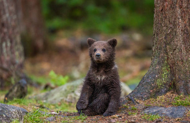 istock Funny bear cub sits on the ground in the forest. 958105902
