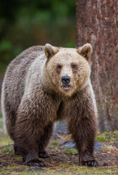 istock Bear is going directly to the photographer. 958105912