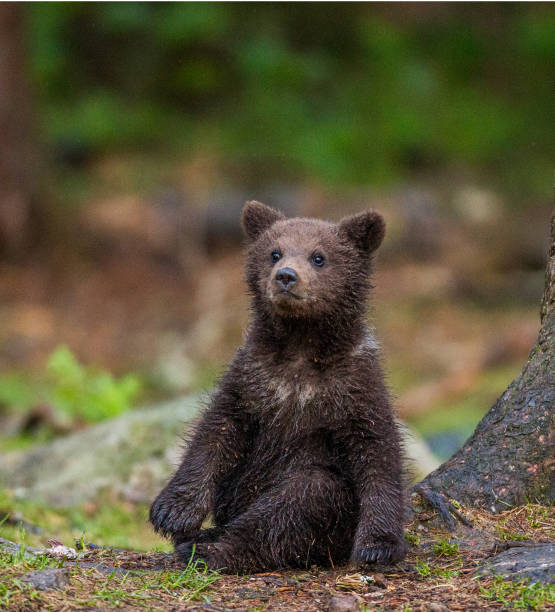 istock Funny bear cub sits on the ground in the forest. 958105926