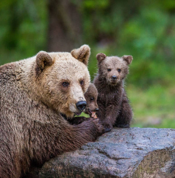 istock She-bear with cubs in the forest. 958105940