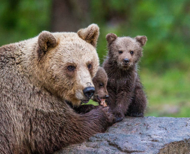 istock She-bear with cubs in the forest. 958105948