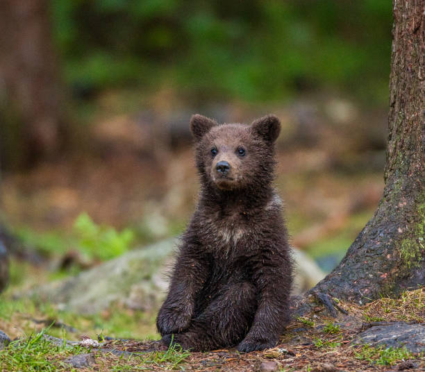 Black bear cub searching for food. West Coast, Canada.