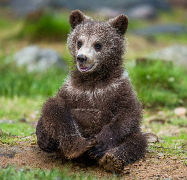 istock Funny bear cub sits on the ground in the forest. 958105978