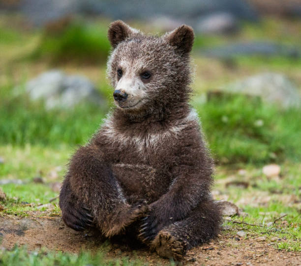 istock Funny bear cub sits on the ground in the forest. 958106008