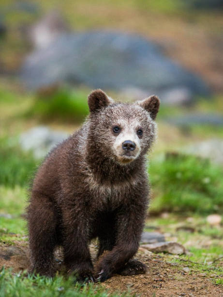 istock Funny bear cub sits on the ground in the forest. 958106010