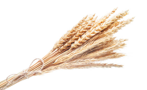istock Ripe wheat-rye ears isolated on white 958108124