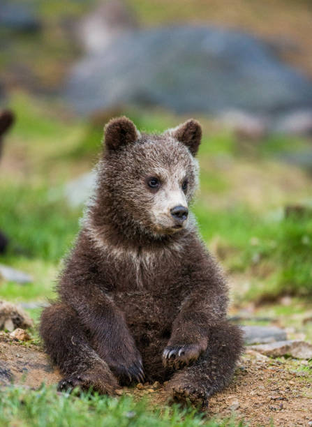 istock Funny bear cub sits on the ground in the forest. 958108134