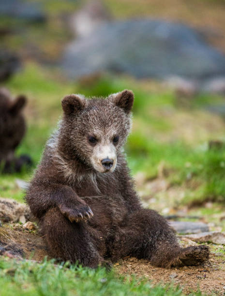 istock Funny bear cub sits on the ground in the forest. 958108198