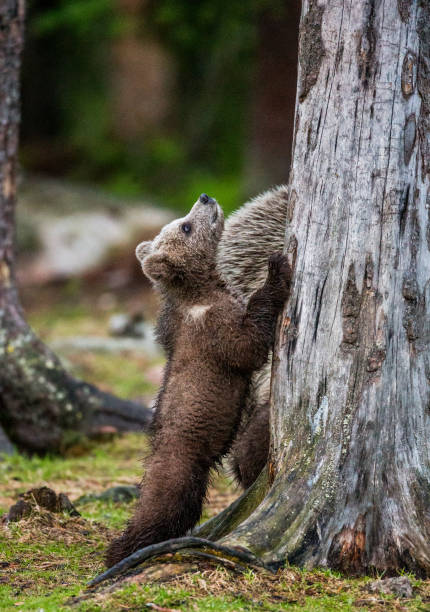 istock Bear cub is standing near the tree on its hind legs. 958108224